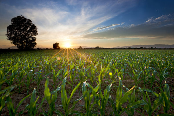 Food Distribution Challenges and Ways to Overcome Them